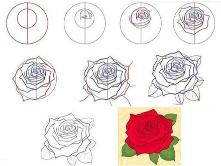 Yksityiskohtainen ruusu piirustus