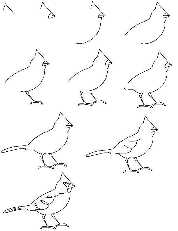 Lintu idea (13) piirustus