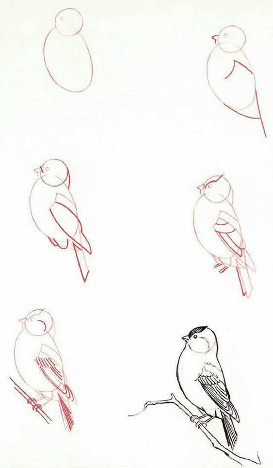 Lintu idea (19) piirustus