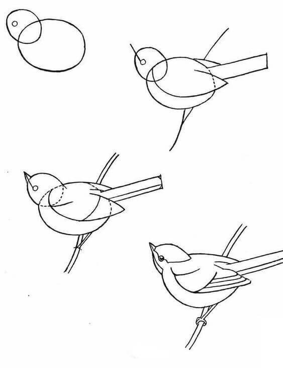 Lintu idea (24) piirustus