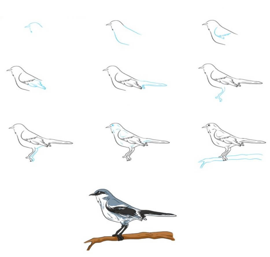 Lintu idea (3) piirustus