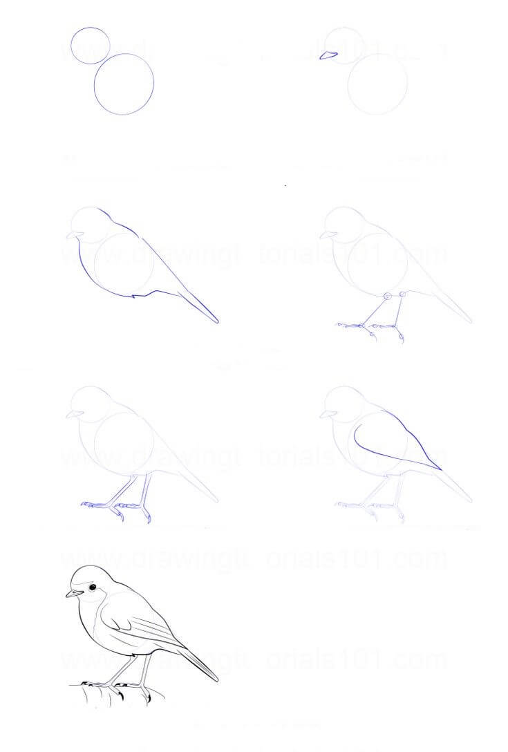 Lintu idea (4) piirustus