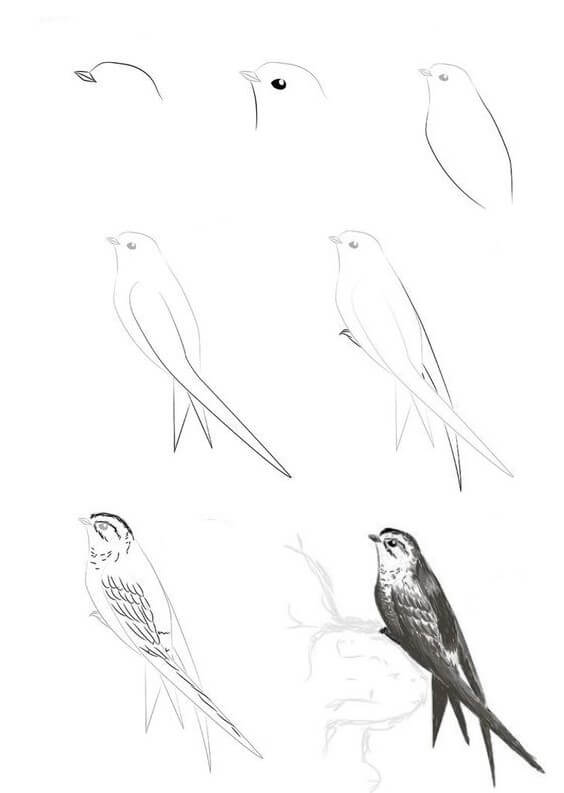 Lintu idea (8) piirustus