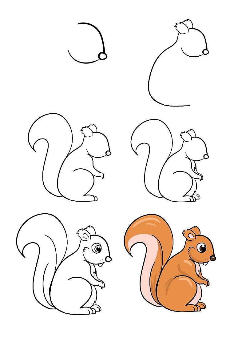 Orava piirustus