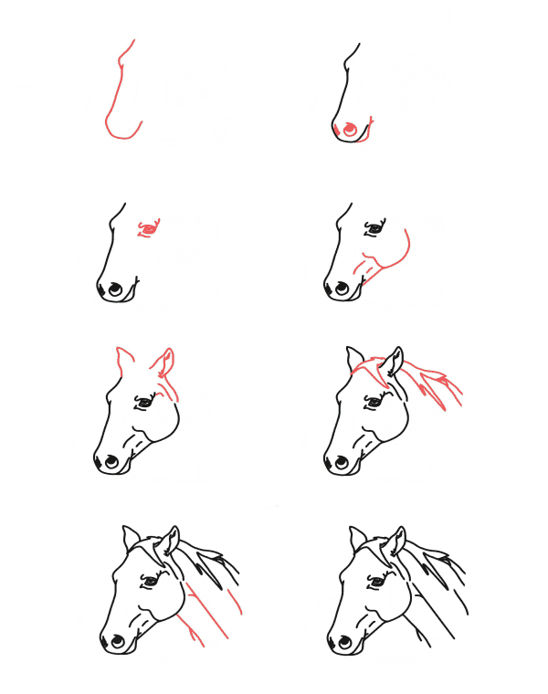 Hevosen pää piirustus