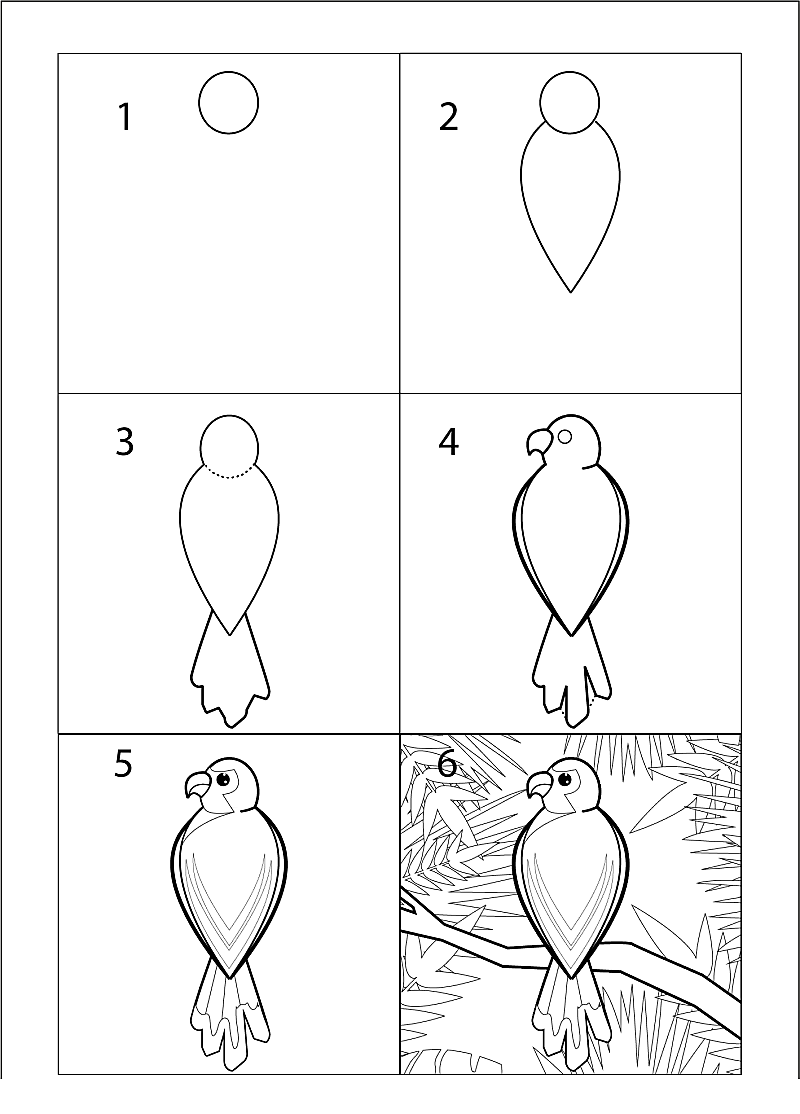 Papukaija idea 13 piirustus