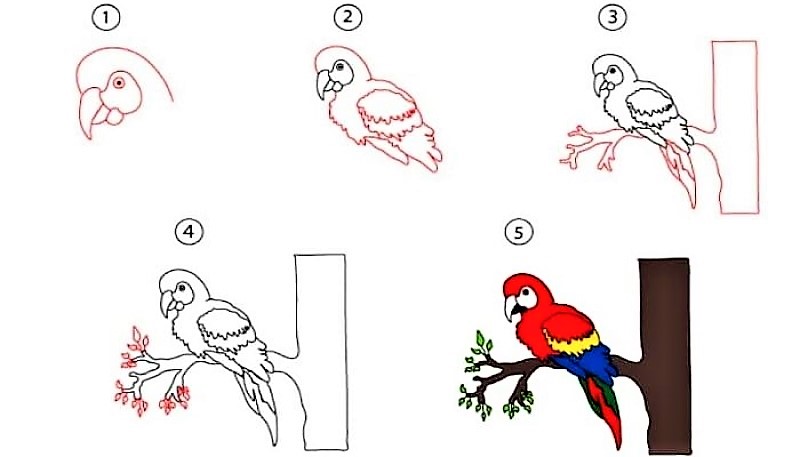 Parrot idea 10 piirustus