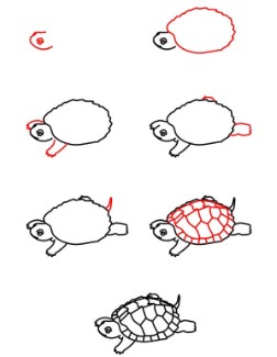 Yksityiskohtainen kilpikonna piirustus