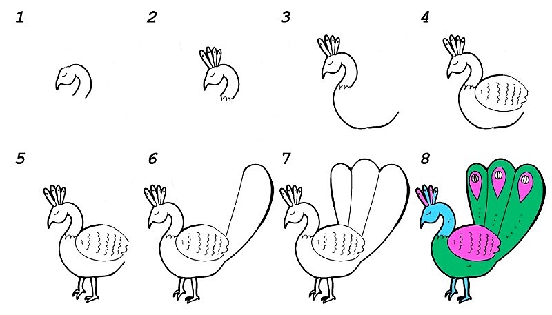 Peacock idea 10 piirustus