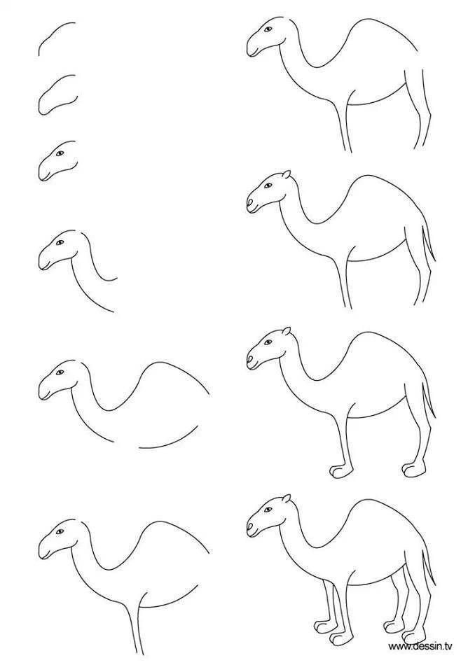 Yksinkertainen kameli piirustus