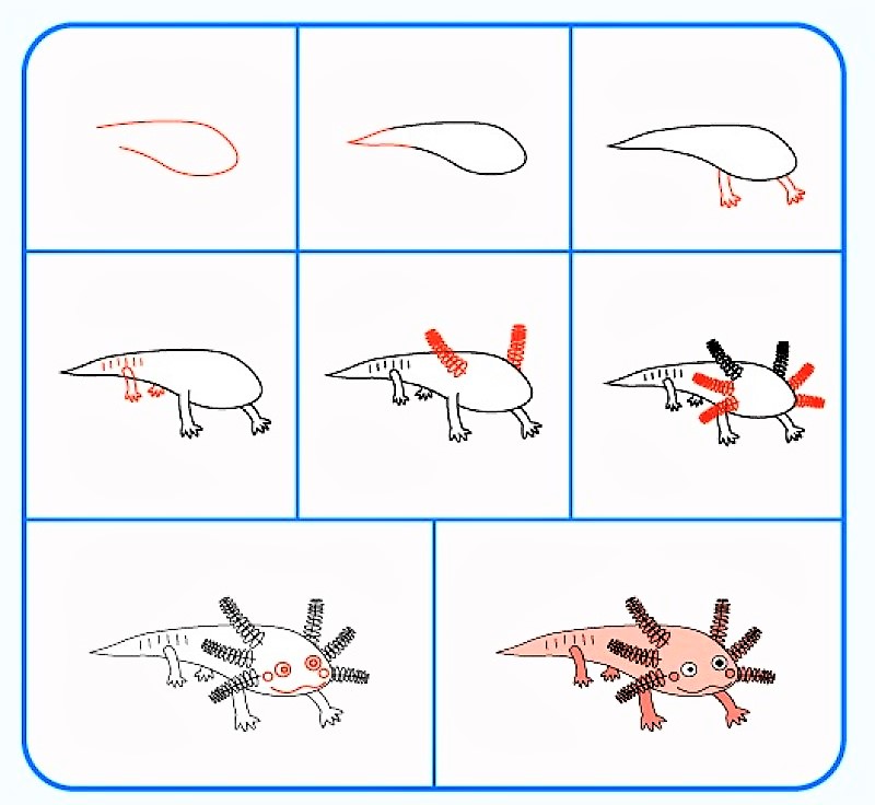 Axolotl 5:n idea piirustus