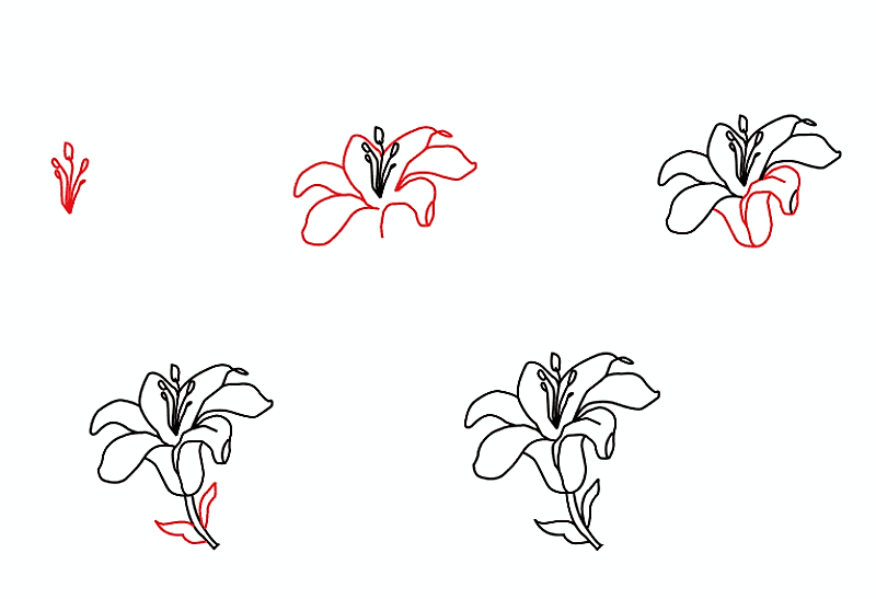 Liljakukka-idea 3 piirustus