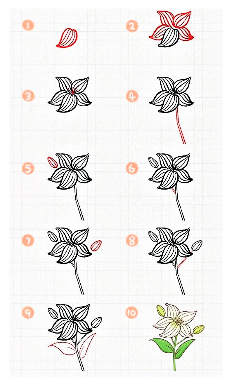 Liljakukka-idea 5 piirustus