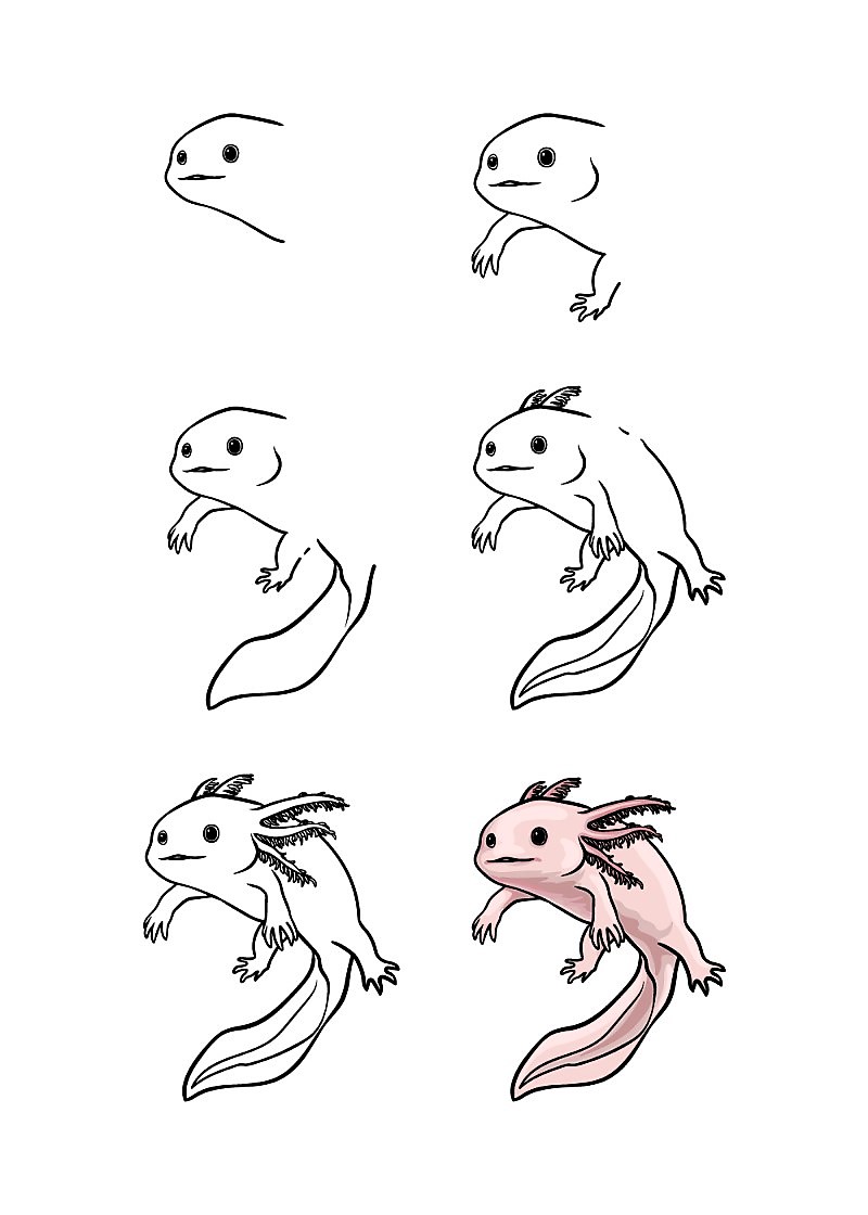 Söpö Axolotl piirustus