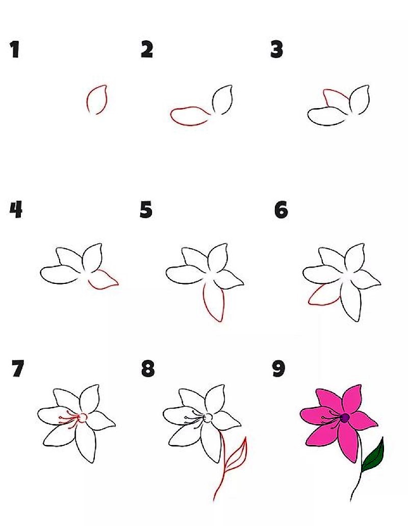Yksinkertainen liljan kukka piirustus