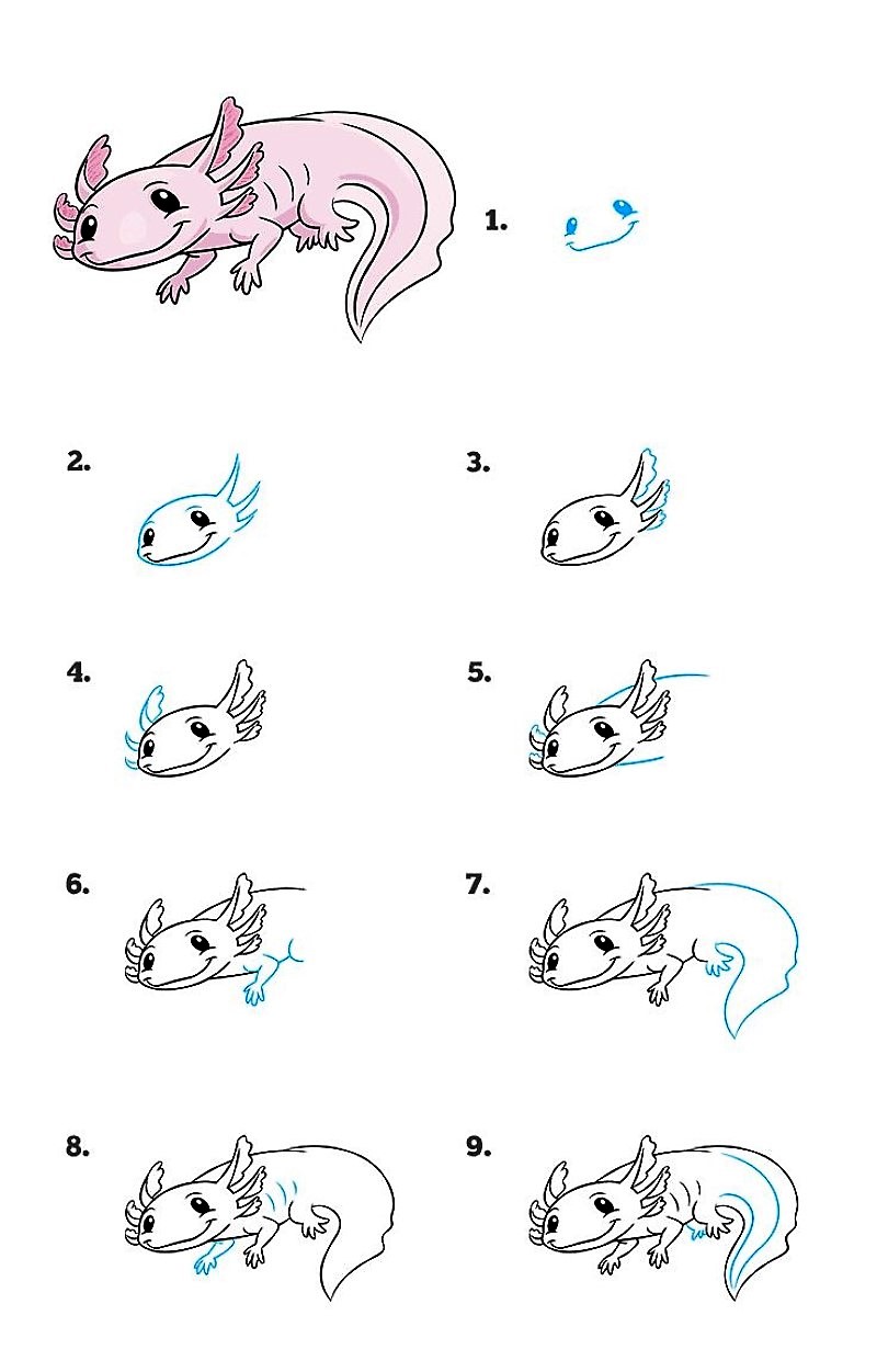 Yksityiskohtainen askel askeleelta Axolotl piirustus