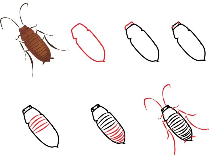 Idea torakoista (6) piirustus