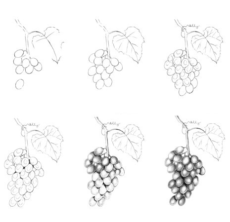 Idea viinirypäleterttuja (5) piirustus