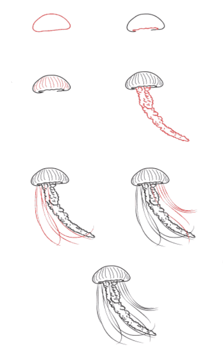 Meduusa Serenity piirustus