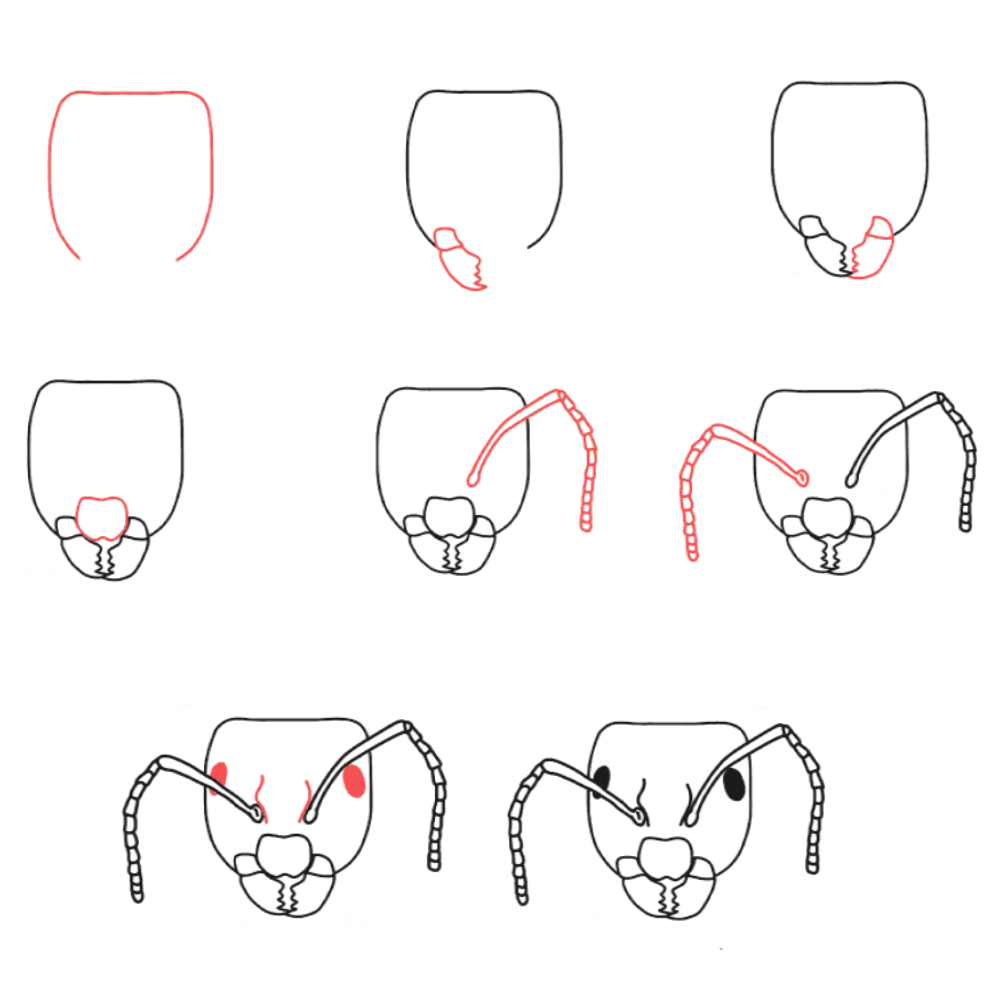 Muurahaisen pää piirustus
