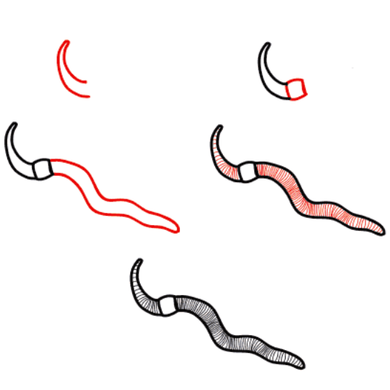Realistic worm piirustus