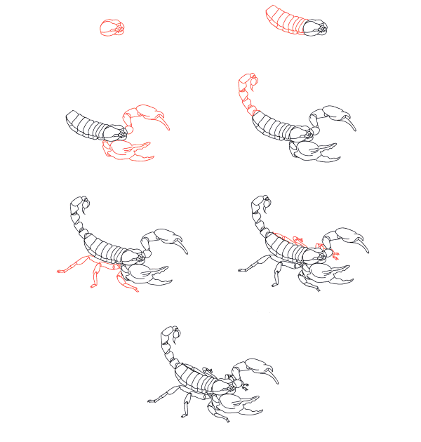 Realistinen skorpioni piirustus