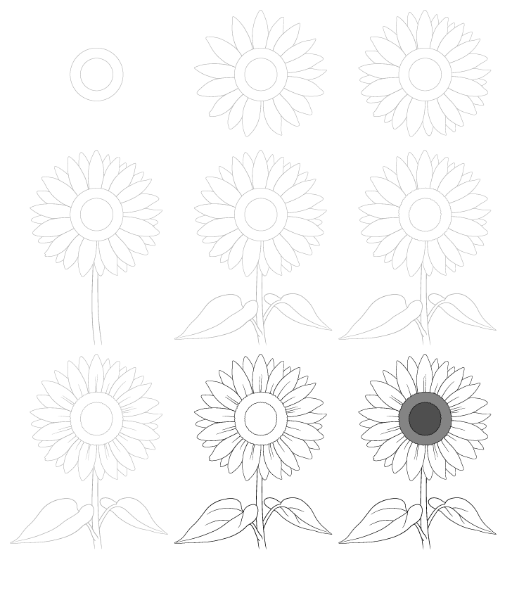 Yksinkertaisia ​​auringonkukkia (1) piirustus