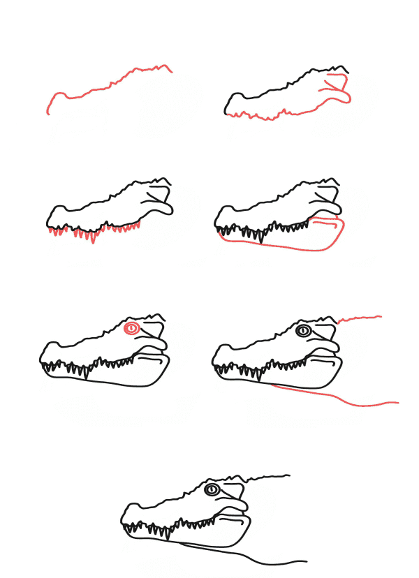 Alligaattorin päät piirustus