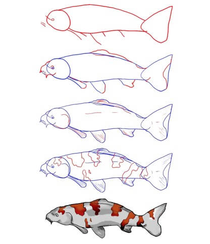 Koi kala idea (22) piirustus