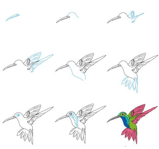 Kolibrin piirustus