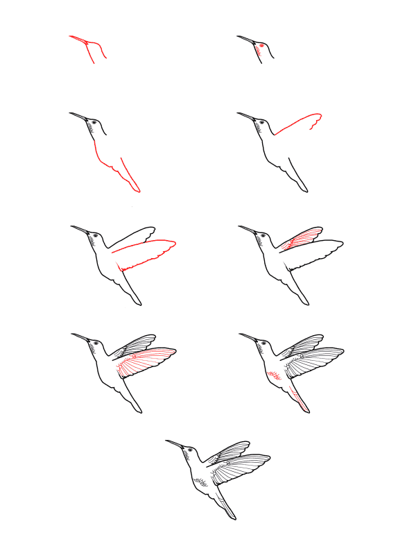 Realistinen kolibri piirustus