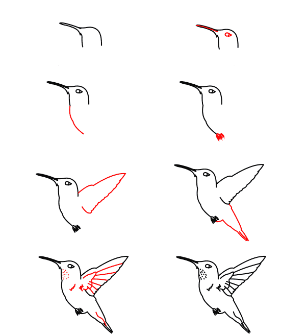 rufous-kolibri-opetusohjelma piirustus