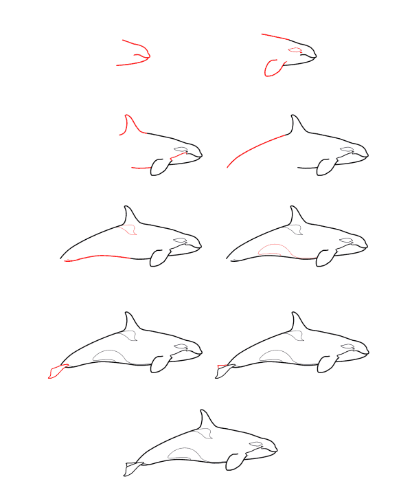 Piirustus yksinkertainen orca (1) piirustus