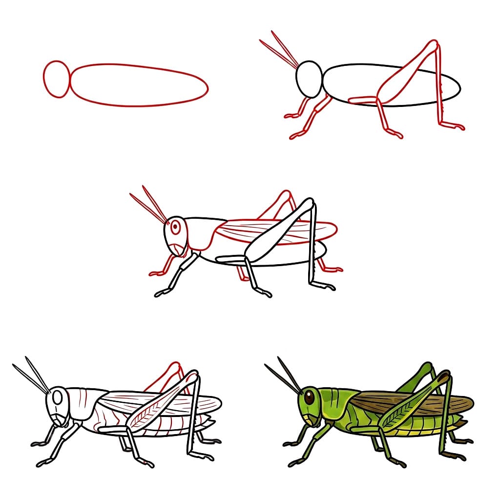 Tulosta heinäsirkka piirustus