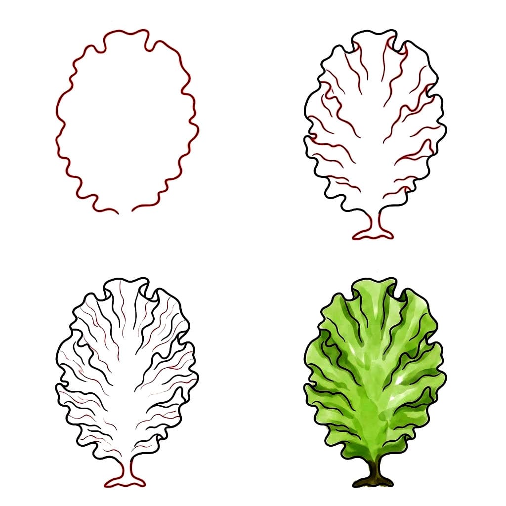 Merisalaatin merilevä piirustus