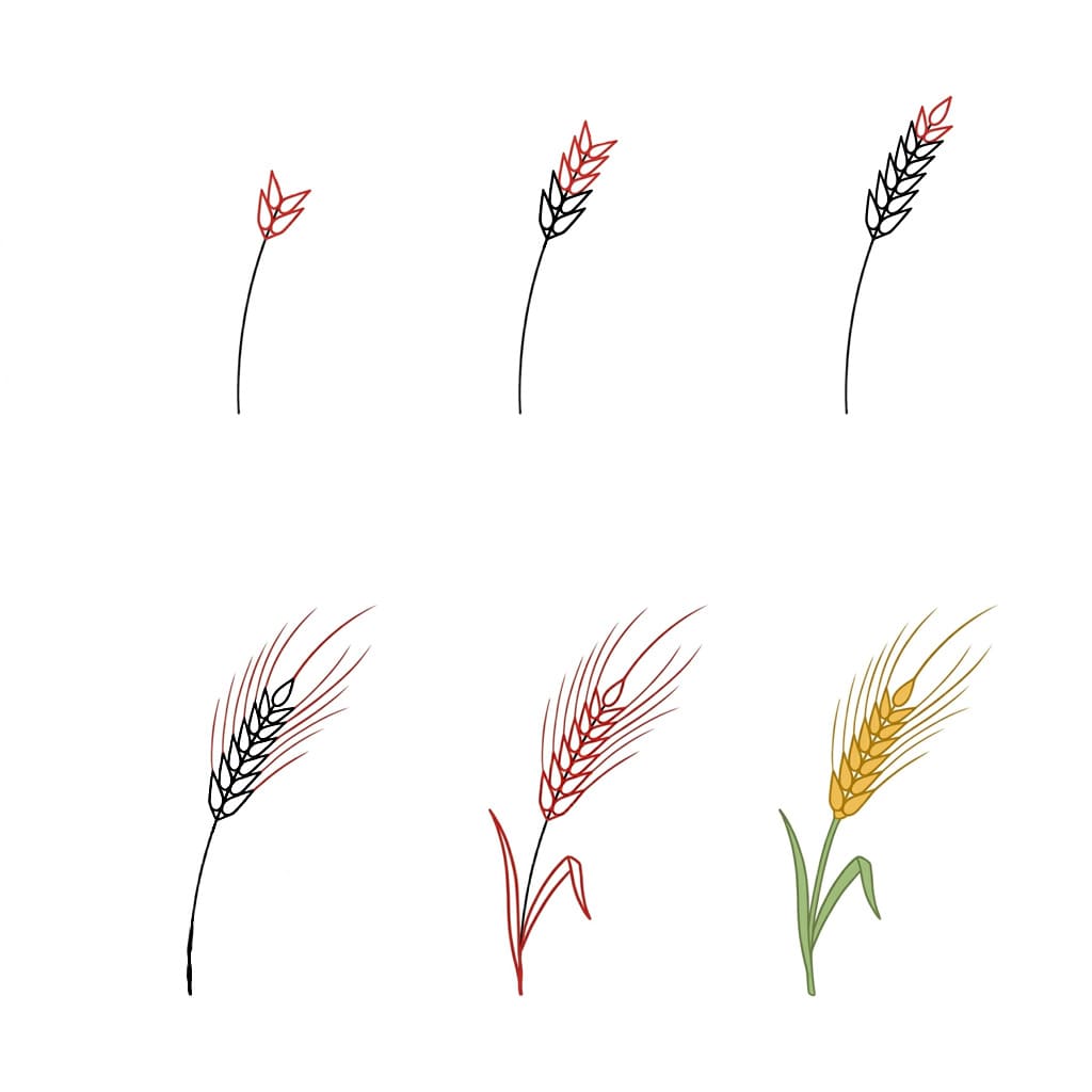 Ohut vehnä piirustus