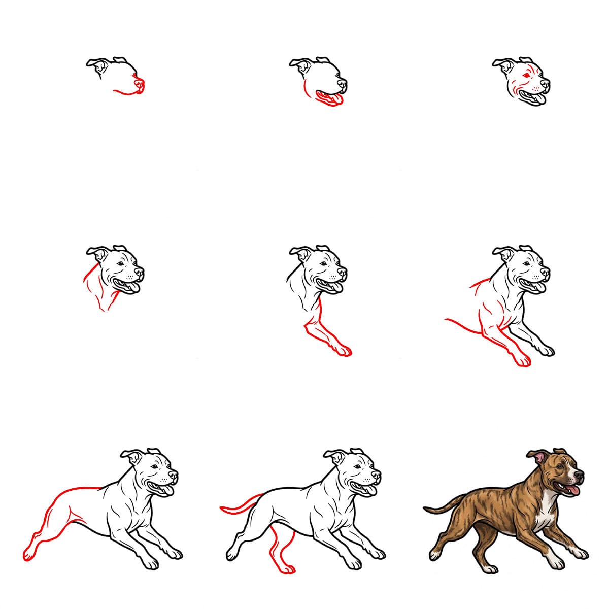 Pitbull juoksee piirustus